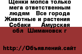 Щенки мопса только мега-ответственным людям - Все города Животные и растения » Собаки   . Амурская обл.,Шимановск г.